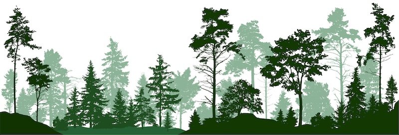 Forest silhouette trees. Evergreen coniferous forest with pines, fir trees,  christmas tree, cedar, Scotch fir. Vector illustration. (Every tree isolated, separate from each other, free-standing)