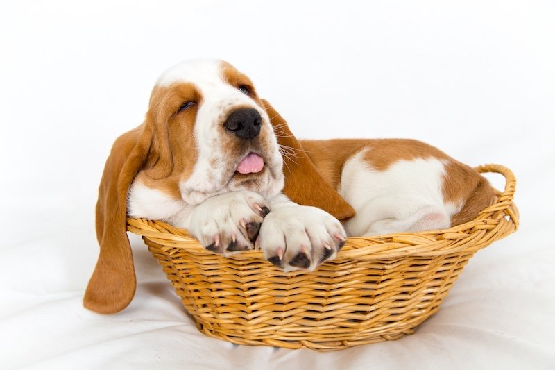 sleepy eight week old Basset hound puppy getting a bit big for his basket sticks out his tongue